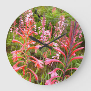 Bugle Lily (Watsonia) Flower, Eastern Cape Large Clock