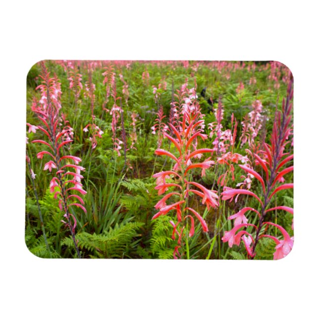 Bugle Lily (Watsonia) Flower, Eastern Cape Magnet (Horizontal)