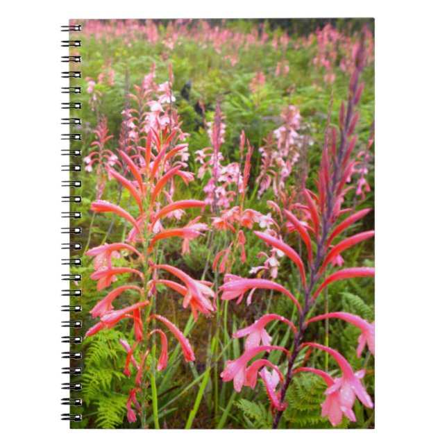 Bugle Lily (Watsonia) Flower, Eastern Cape Notebook (Front)