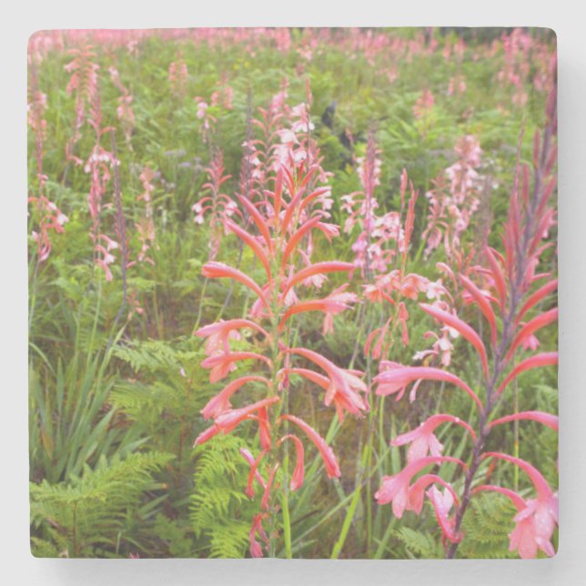 Bugle Lily (Watsonia) Flower, Eastern Cape Stone Coaster (Front)