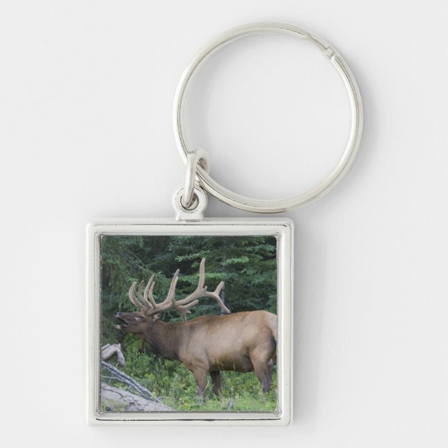 Bugling elk in Banff National Park, Canada. Key Ring (Front)