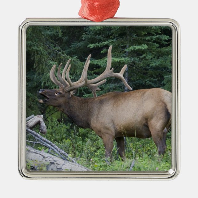 Bugling elk in Banff National Park, Canada. Metal Tree Decoration (Front)