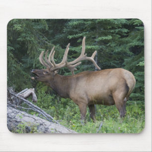 Bugling elk in Banff National Park, Canada. Mouse Pad