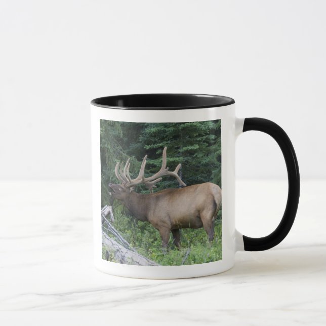 Bugling elk in Banff National Park, Canada. Mug (Right)