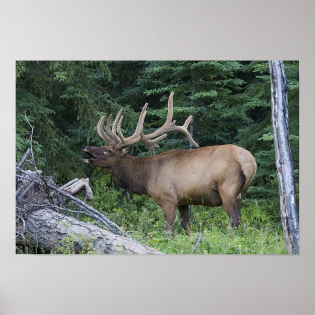 Bugling elk in Banff National Park, Canada. Poster (Front)