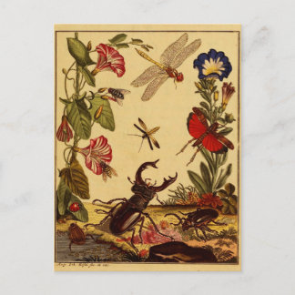 Bugs 1764 postcard
