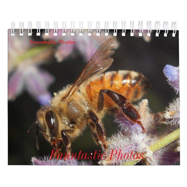 Bugs and Flowers Calendar (Cover)