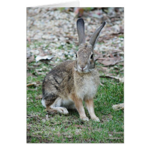 Bugs Bunny