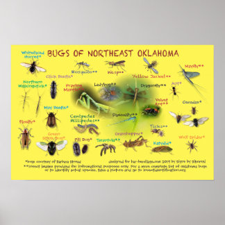 bugs of northeast Oklahoma poster 19p