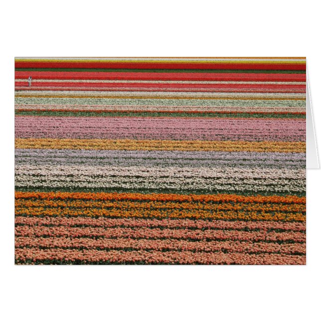 Bulb agriculture (Front Horizontal)