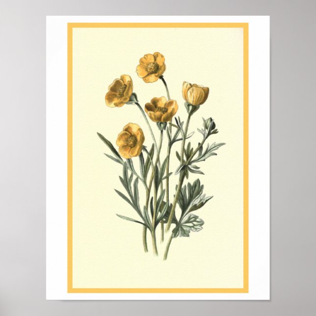 "Bulbous Crowfoot" Botanical Illustration Poster (Front)