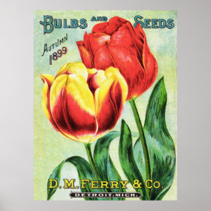 Bulbs and Seeds Red and Yellow Tulip Poster