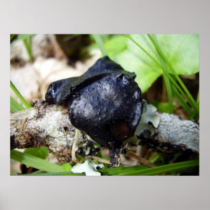 Bulgaria Inquinans Poster