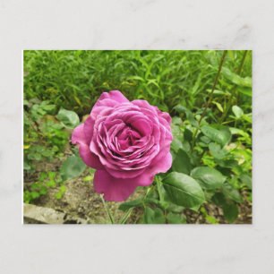 Bulgarian purple rose postcard