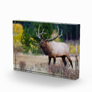 Bull & Aspen Trees Rocky Mountain National Park Photo Block