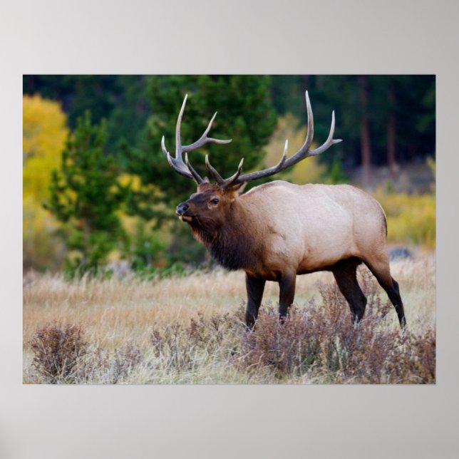 Bull & Aspen Trees | Rocky Mountain National Park Poster (Front)