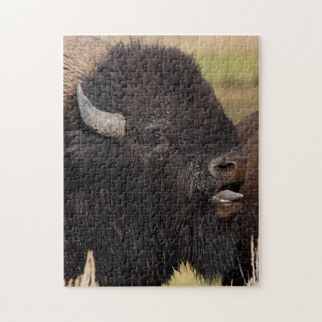 bull bison grunting jigsaw puzzle (Vertical)
