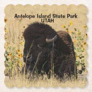  Bull Buffalo Antelope Island  UTAH  Paper Coaster