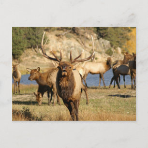 bull bugle postcard