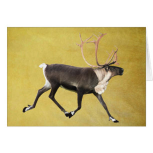 Bull Caribou