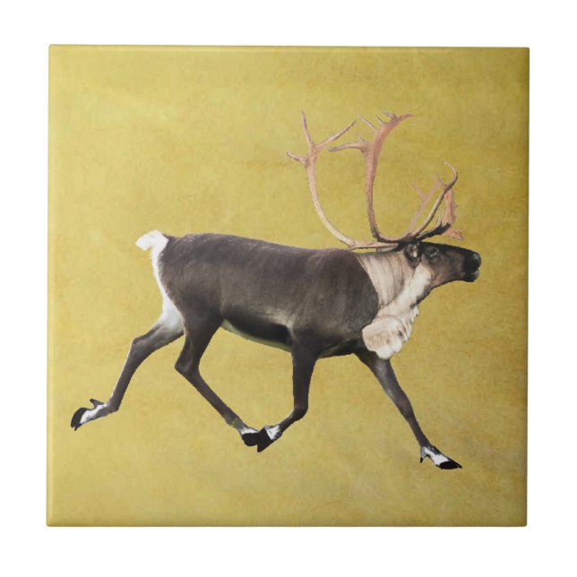 Bull Caribou Ceramic Tile (Front)