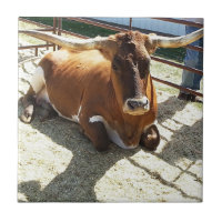 Bull Cow Long Horns Ranch rodeo Animal Photography