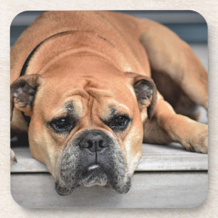 Bull Dog Coaster