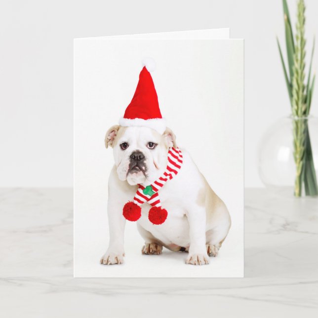 Bull Dog Elf Holiday Card (Front)