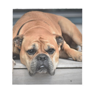 Bull Dog Notepad