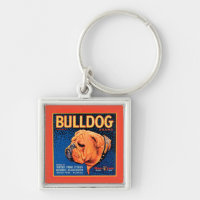 Bull Dog on a Blue Background