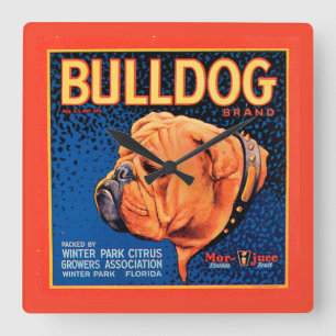Bull Dog on a Blue Background Square Wall Clock