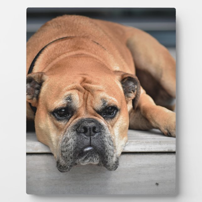 Bull Dog Plaque (Front)