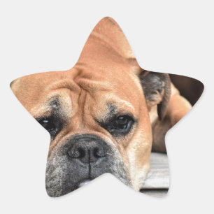 Bull Dog Star Sticker