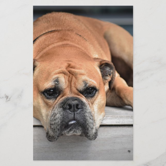 Bull Dog Stationery (Front)