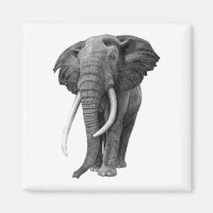 Bull elephant - Drawing in pencil Magnet