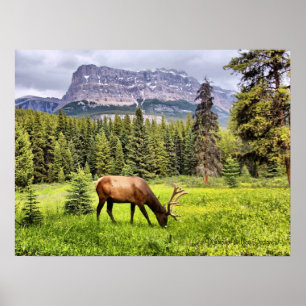 Bull Elk at Castle Mountain Banff National Park Poster