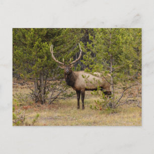 Bull Elk   At Yellowstone National Park Postcard