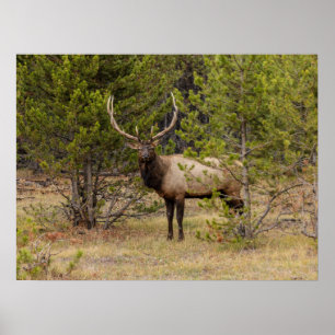 Bull Elk   At Yellowstone National Park Poster