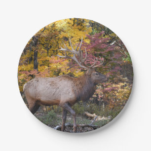Bull Elk Autumn Woods Paper Plate