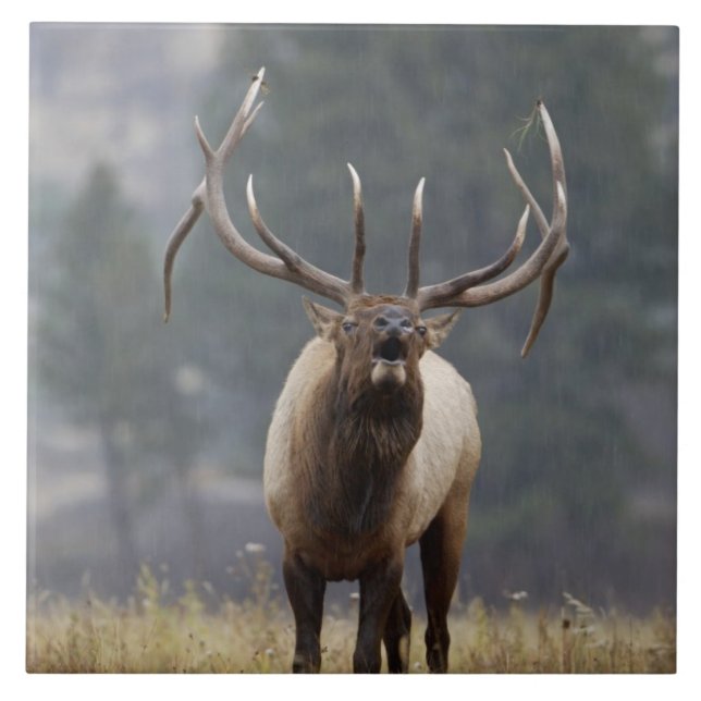 Bull Elk bugling, Yellowstone NP, Wyoming 2 Ceramic Tile (Front)