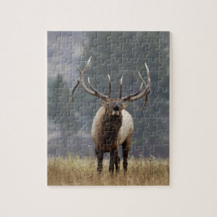 Bull Elk bugling, Yellowstone NP, Wyoming 2 Jigsaw Puzzle