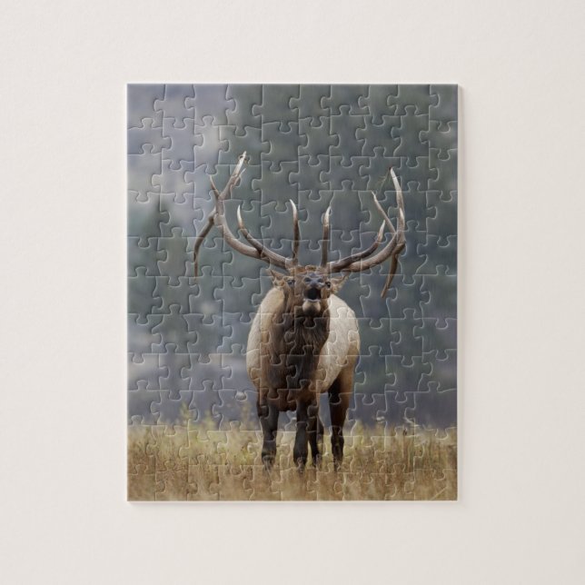 Bull Elk bugling, Yellowstone NP, Wyoming 2 Jigsaw Puzzle (Vertical)