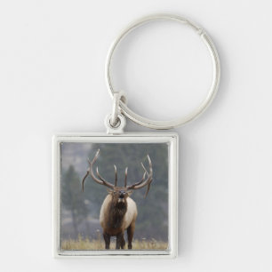Bull Elk bugling, Yellowstone NP, Wyoming 2 Key Ring