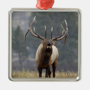 Bull Elk bugling, Yellowstone NP, Wyoming 2 Metal Ornament