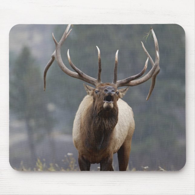 Bull Elk bugling, Yellowstone NP, Wyoming 2 Mouse Pad (Front)