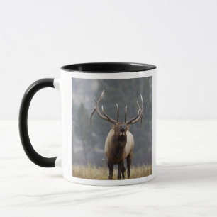 Bull Elk bugling, Yellowstone NP, Wyoming 2 Mug