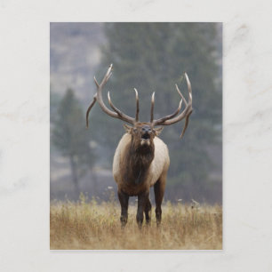Bull Elk bugling, Yellowstone NP, Wyoming 2 Postcard