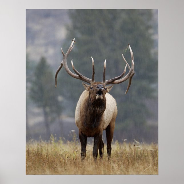 Bull Elk bugling, Yellowstone NP, Wyoming 2 Poster (Front)