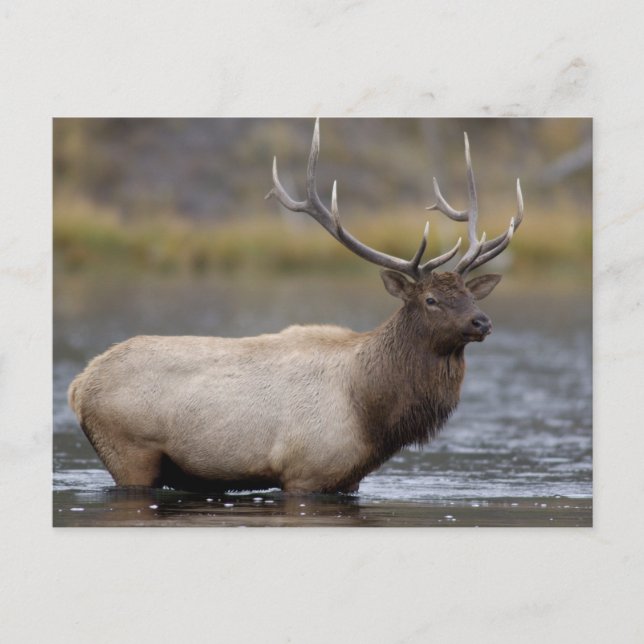 Bull Elk Crossing | Yellowstone National Park Postcard (Front)