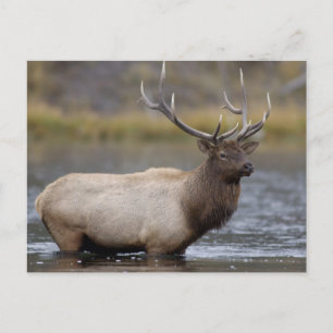 Bull Elk Crossing   Yellowstone National Park Postcard